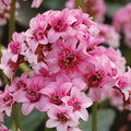 Bergenia 'Sakura' (Dragonfly Series)