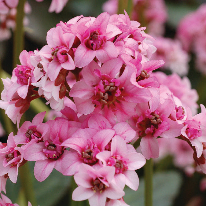 Bergenia 'Sakura' (Dragonfly Series)