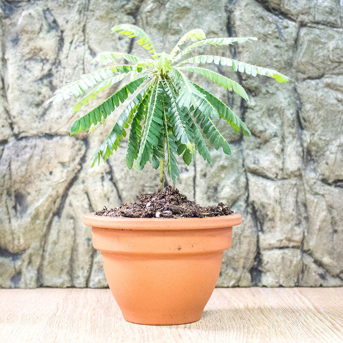 Buy Biophytum sensitivum (Little Tree Plant) online UK