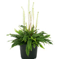 Buy Blechnum spicant (Deer Fern) online UK