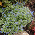 Buy Brunnera macrophylla 'Jack Frost' online UK