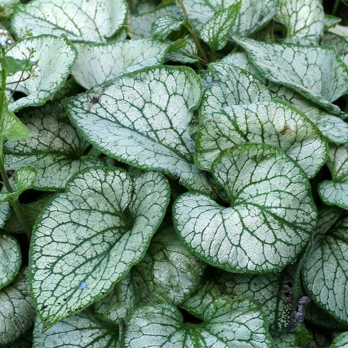 Buy Brunnera macrophylla 'Jack Frost' online UK