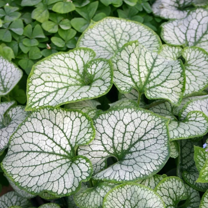 Buy Brunnera macrophylla 'Jack Frost' online UK