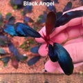 Buce - Black Angel