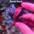 Buce - Black Rock