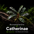 Buce - Catherinae
