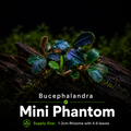 Buce - Mini Phantom