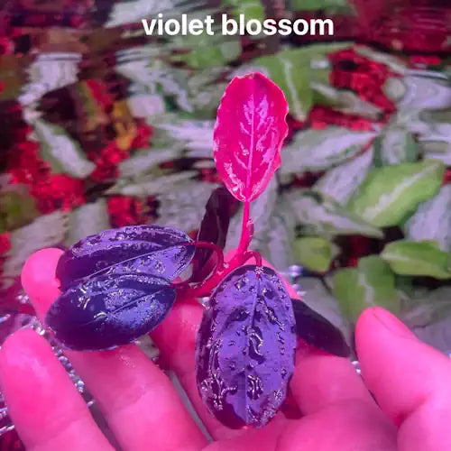 Buce - Violet Blossom
