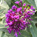 Buy Buddleja davidii 'Little Purple' (Butterfly Candy Series) online UK