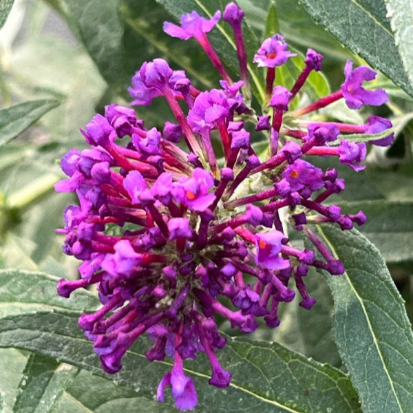 Buy Buddleja davidii 'Little Purple' (Butterfly Candy Series) online UK