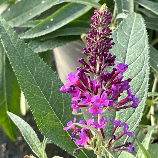 Buy Buddleja davidii 'Little Purple' (Butterfly Candy Series) online UK