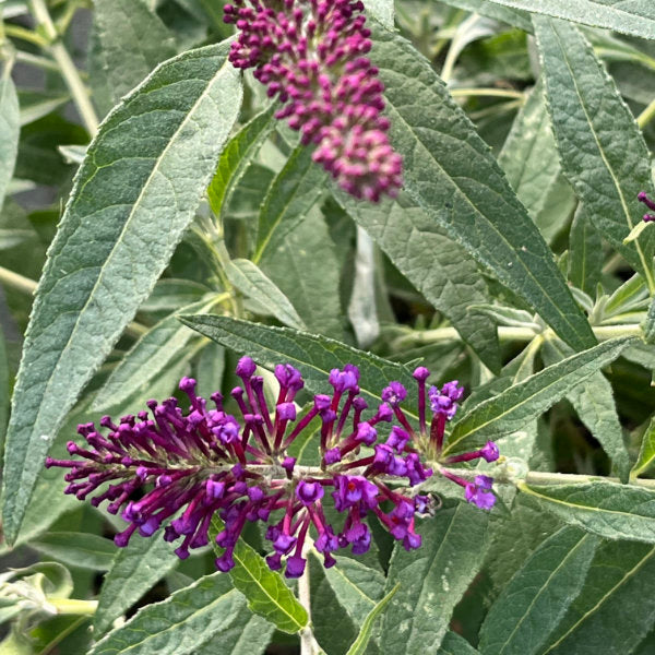 Buy Buddleja davidii 'Little Purple' (Butterfly Candy Series) online UK