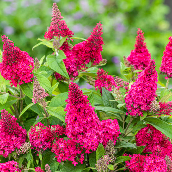 Buy Buddleja davidii 'Little Ruby' (Butterfly Candy Series) online UK