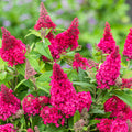Buy Buddleja davidii 'Little Ruby' (Butterfly Candy Series) online UK