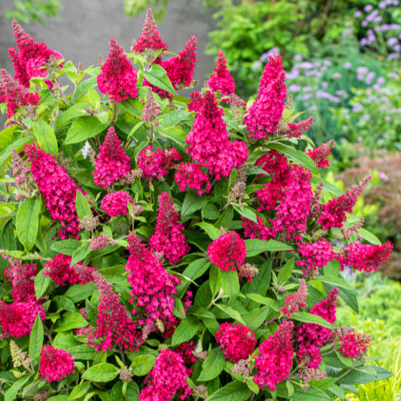 Buy Buddleja davidii 'Little Ruby' (Butterfly Candy Series) online UK