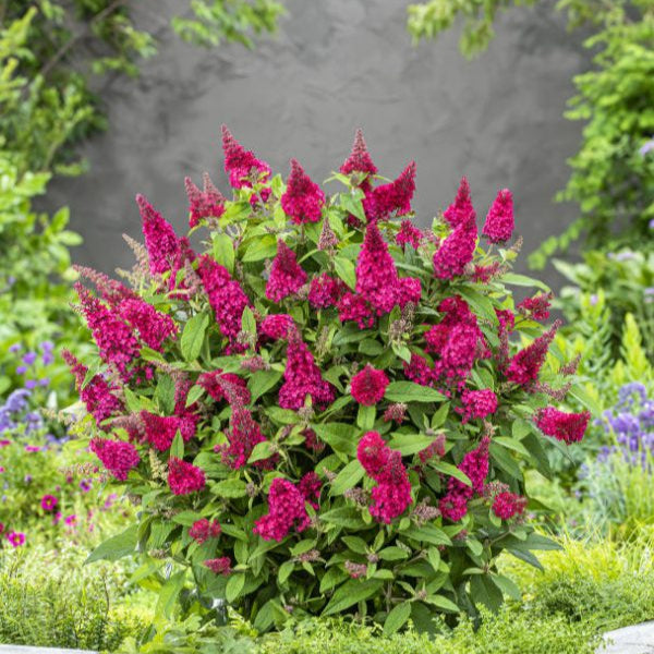 Buy Buddleja davidii 'Little Ruby' (Butterfly Candy Series) online UK