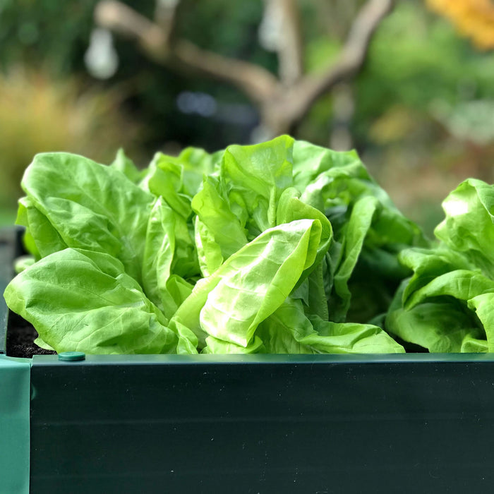 Buy Build-a-Bed Raised Vegetable Grow Bed & Planter (150mm high) online UK