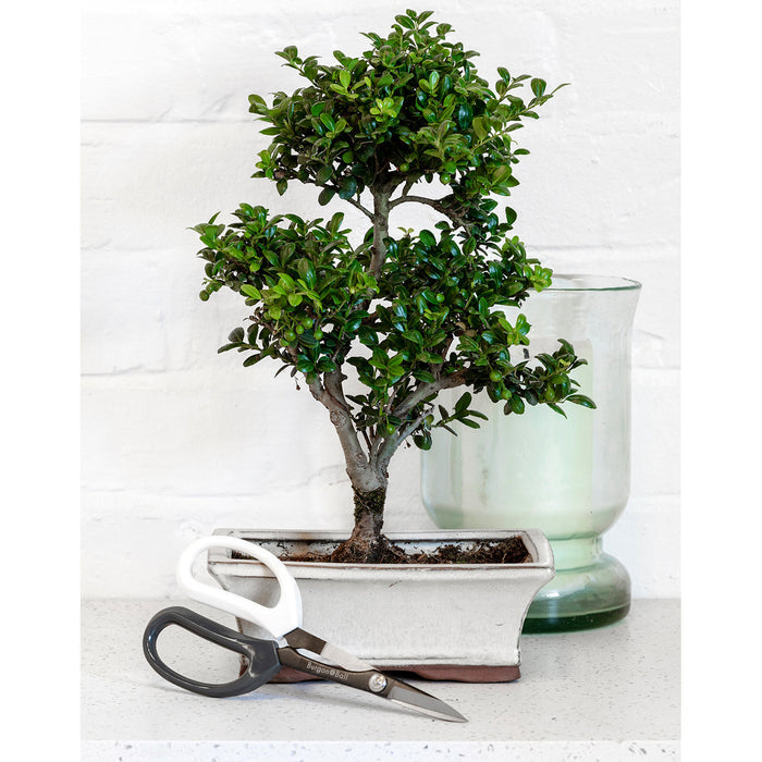 Buy Burgon & Ball Japanese Pruning Scissors online UK