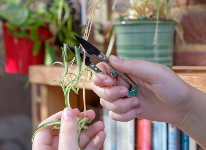 Buy Burgon & Ball Mini Snips online UK