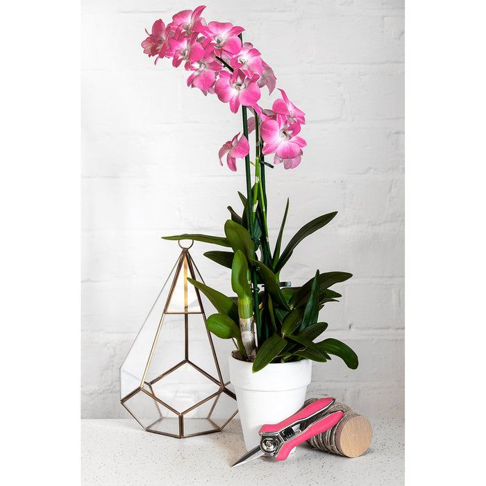 Buy Burgon & Ball Orchid Snips online UK