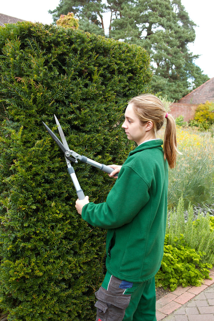 Buy Burgon & Ball RHS Hedge Shears online UK
