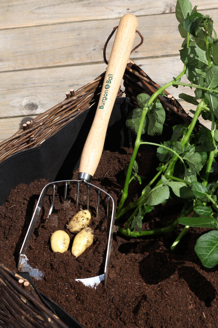 Buy Burgon & Ball RHS Potato Harvesting Scoop online UK
