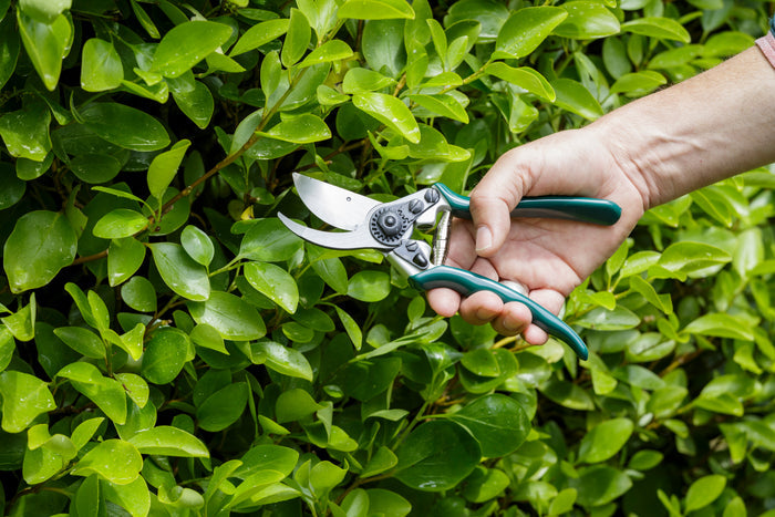 Buy Burgon & Ball RHS Professional Bypass Secateurs online UK