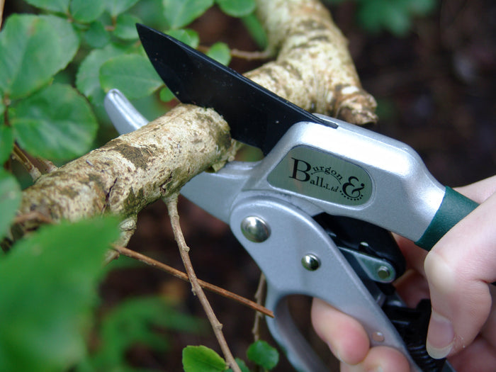 Buy Burgon & Ball RHS Ratchet Pruner online UK