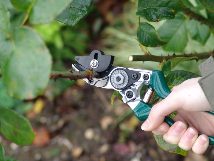 Buy Burgon & Ball RHS Rose Pruner online UK