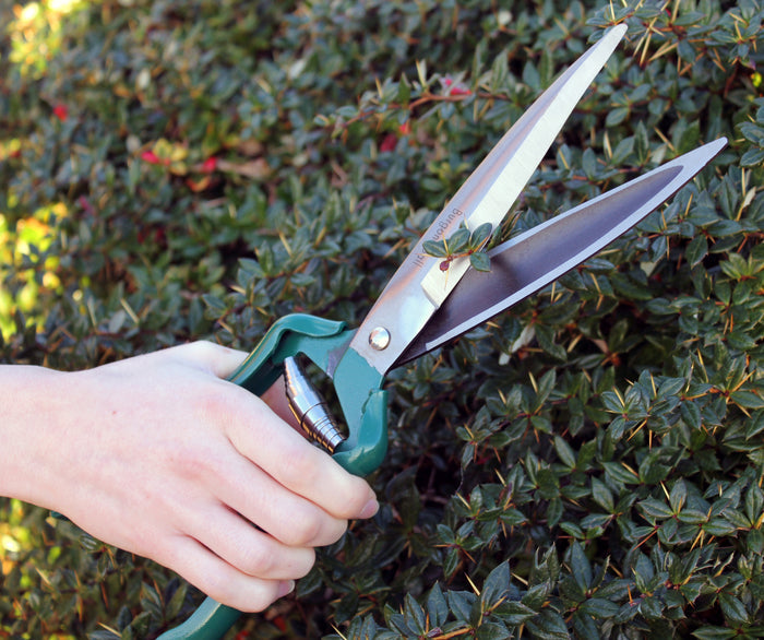 Buy Burgon & Ball RHS Shrub Shear online UK