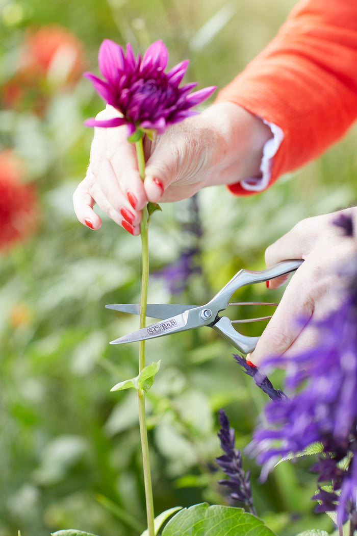 Buy Burgon & Ball Sophie Conran Precision Secateurs online UK
