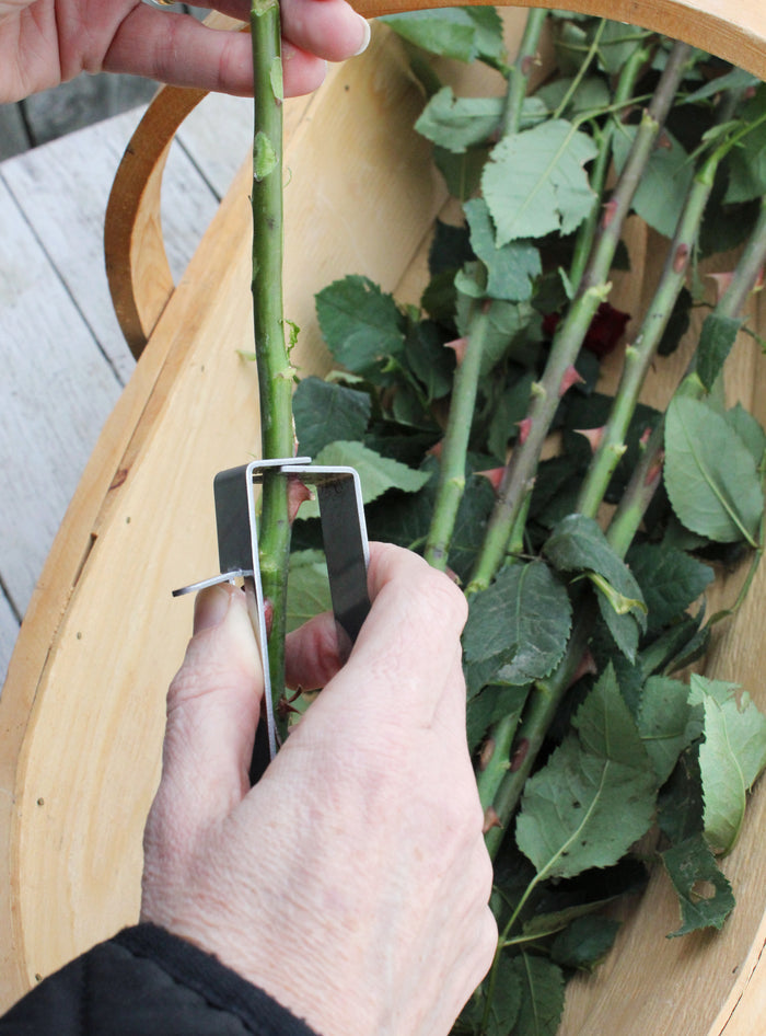 Buy Burgon & Ball Thorn Stripper online UK