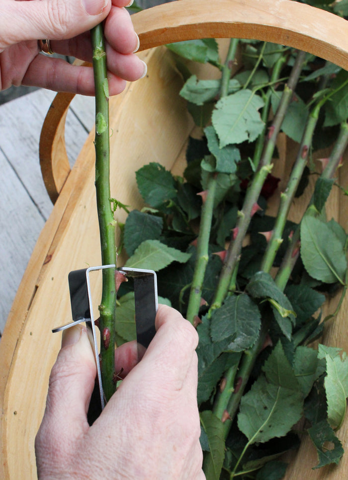 Buy Burgon & Ball Thorn Stripper online UK