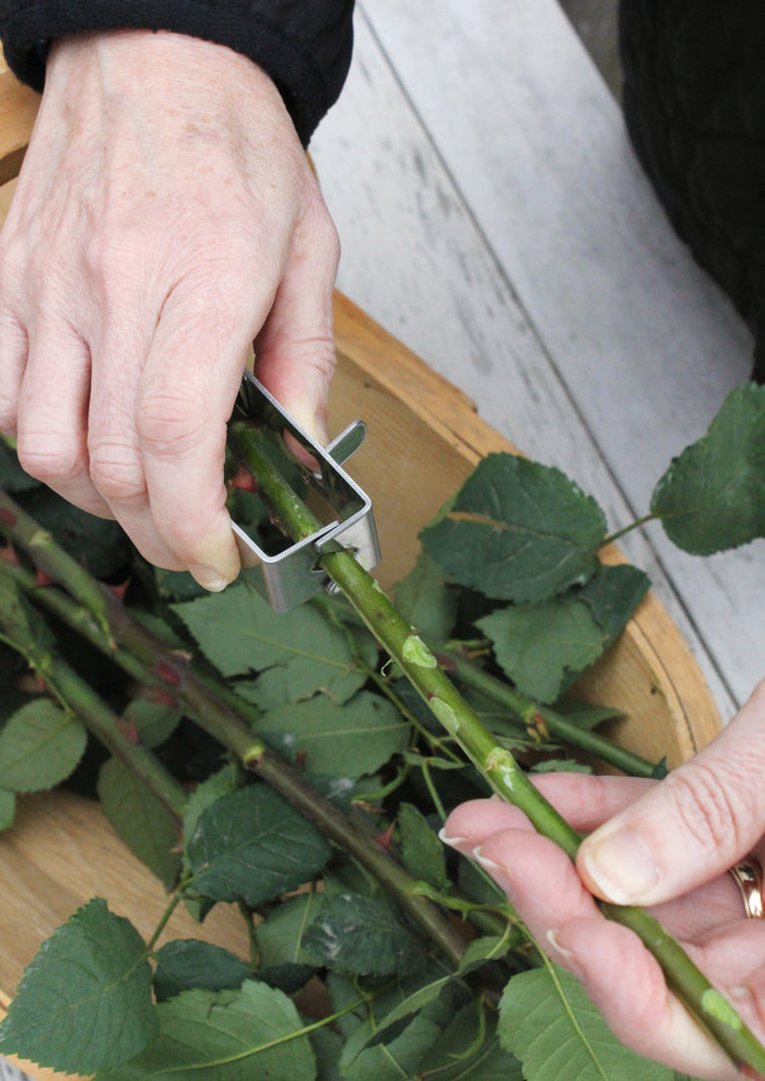 Buy Burgon & Ball Thorn Stripper online UK