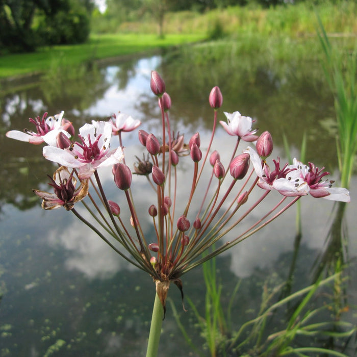 Buy Butomus umbellatus (Flowering Rush) online UK