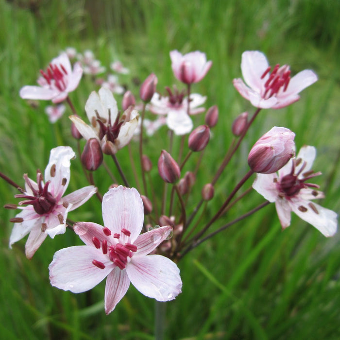 Buy Butomus umbellatus (Flowering Rush) online UK