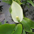 Buy Calla palustris (Bog Arum) online UK
