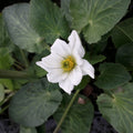 Buy Caltha leptosepala (White Marsh Marigold) online UK