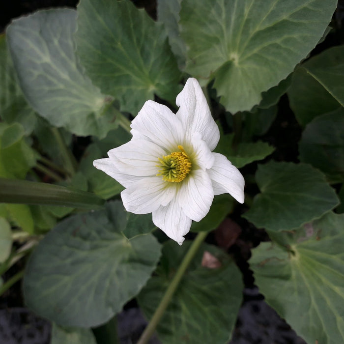 Buy Caltha leptosepala (White Marsh Marigold) online UK