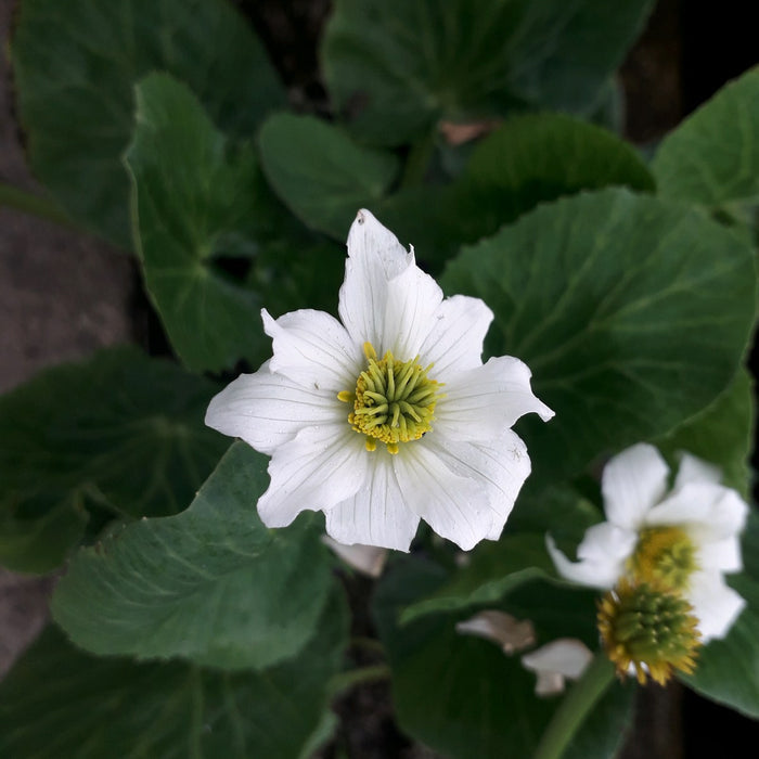 Buy Caltha leptosepala (White Marsh Marigold) online UK