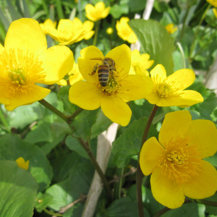 Buy Caltha palustris (Marsh Marigold) online UK