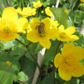Buy Caltha palustris (Marsh Marigold) online UK