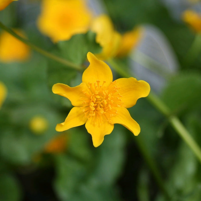 Buy Caltha palustris (Marsh Marigold) online UK