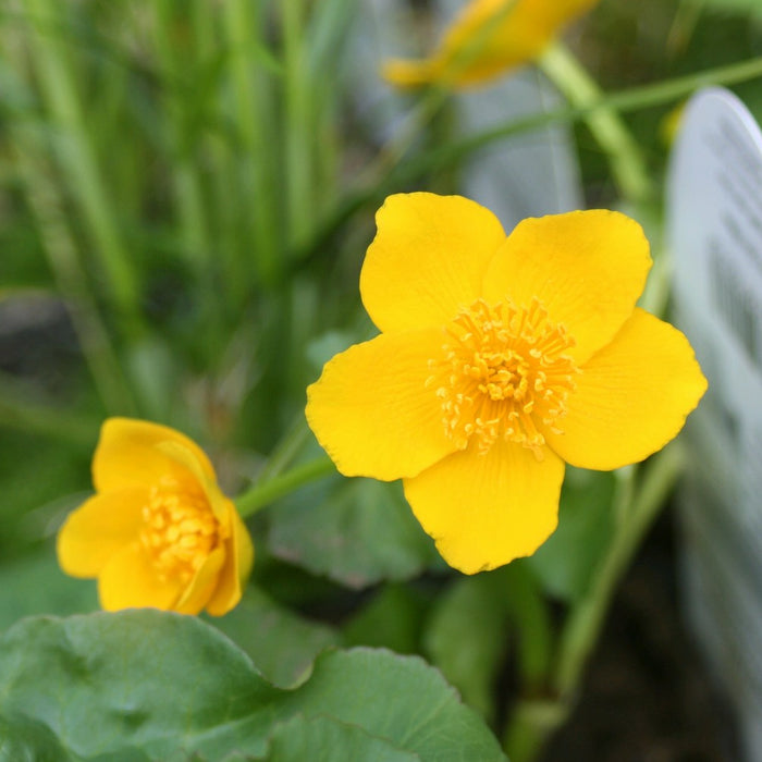 Buy Caltha palustris (Marsh Marigold) online UK