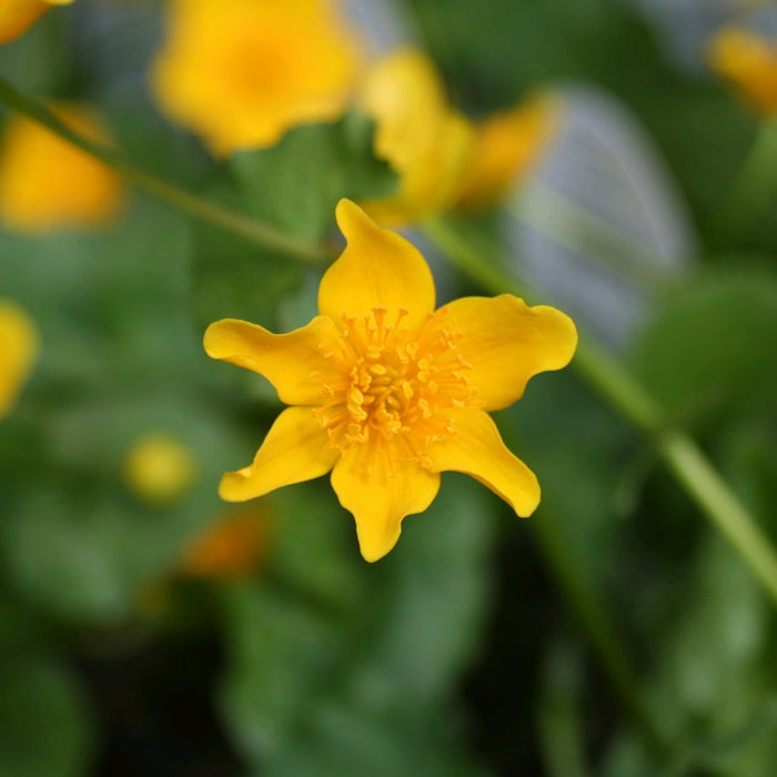 Buy Caltha palustris (Marsh Marigold) online UK