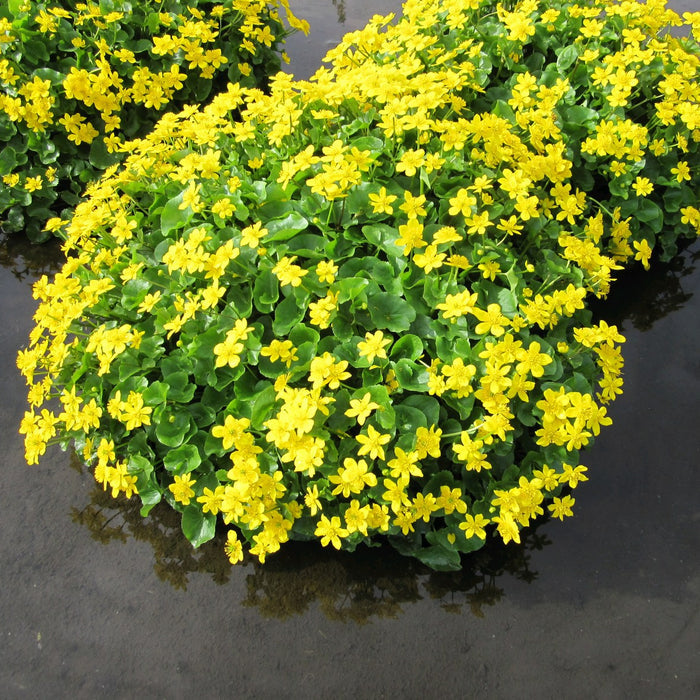 Buy Caltha palustris (Marsh Marigold) online UK