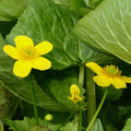 Buy Caltha polypetala (Giant King Cup) online UK