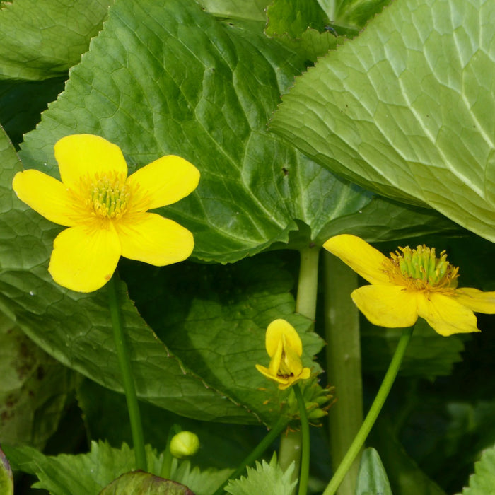 Buy Caltha polypetala (Giant King Cup) online UK