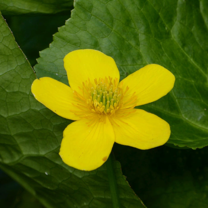 Buy Caltha polypetala (Giant King Cup) online UK