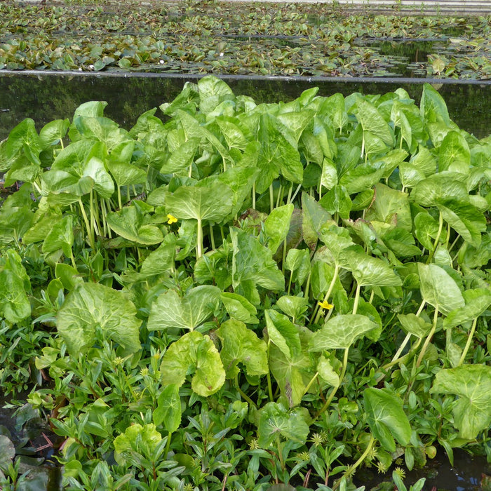 Buy Caltha polypetala (Giant King Cup) online UK